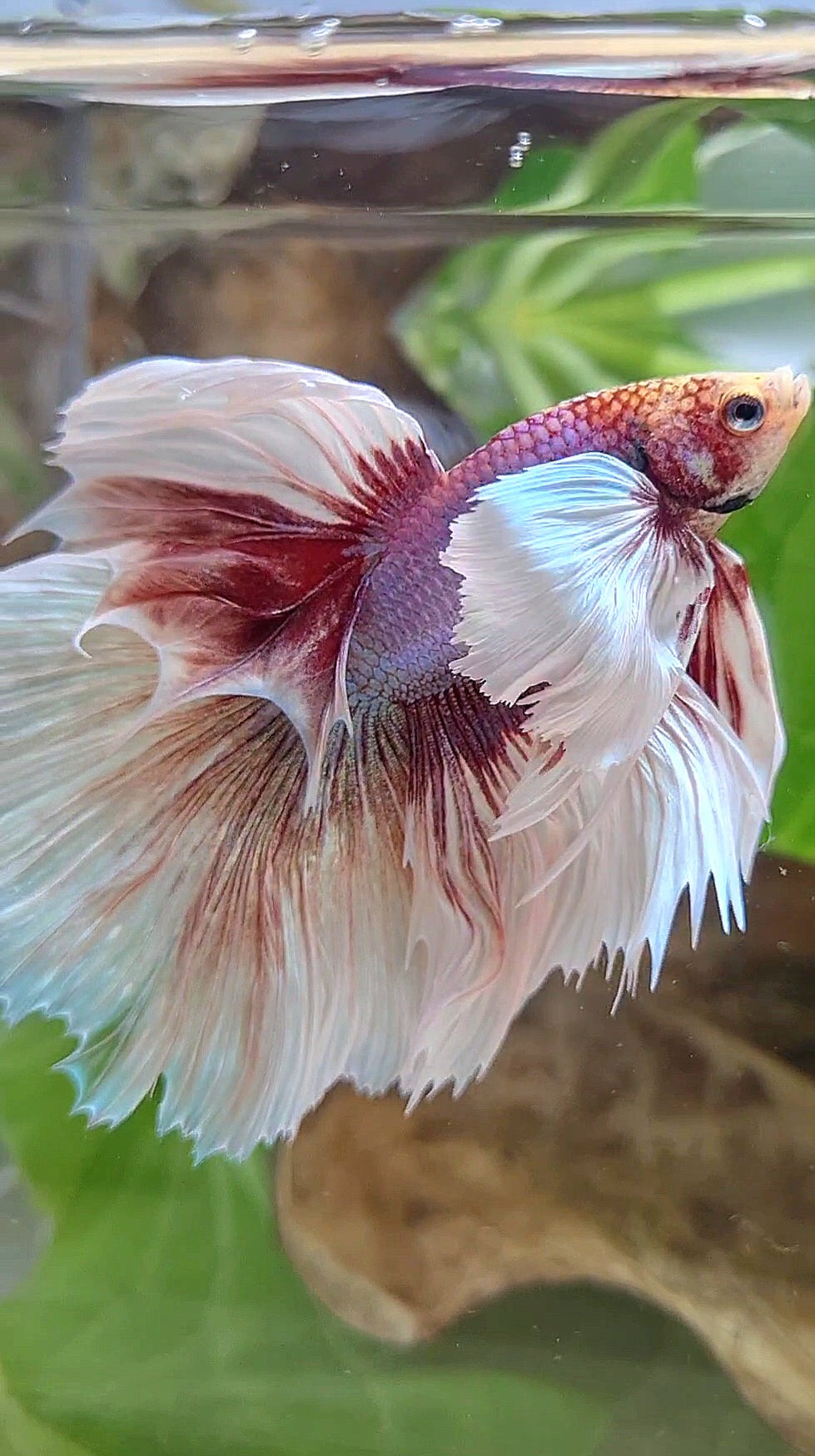 HALFMOON SUPER DUMBO EAR ROSETAIL WHITE LAVENDER BETTA FISH
