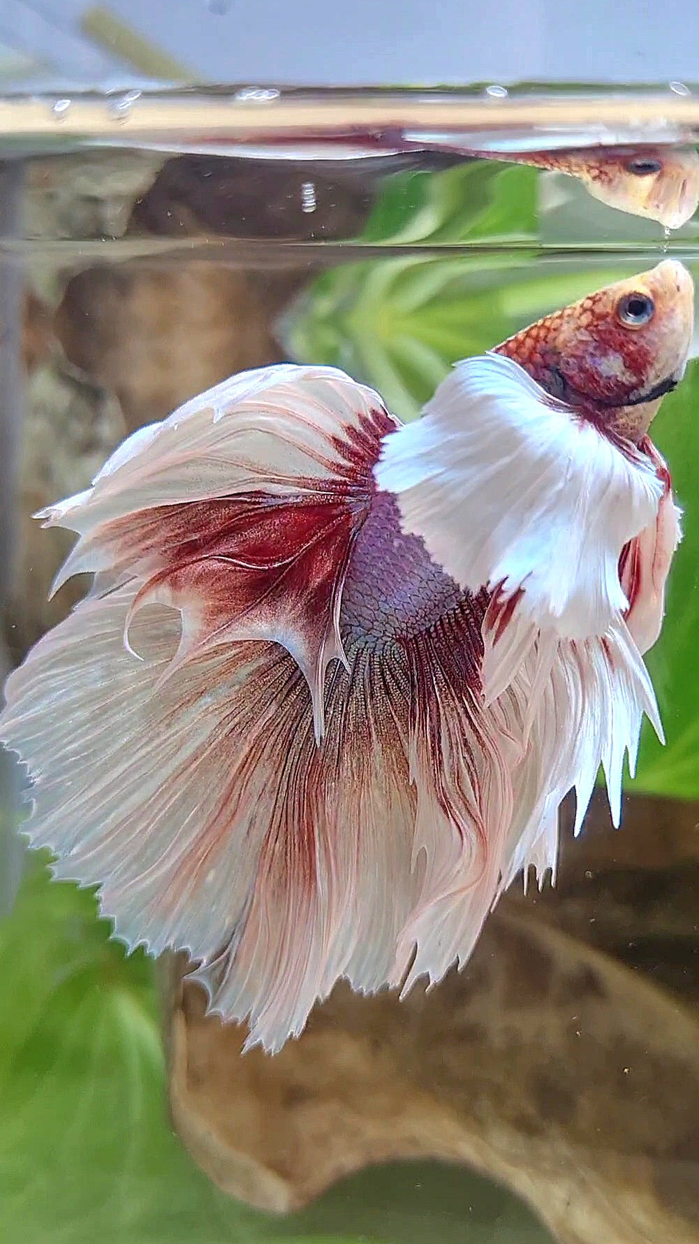 HALFMOON SUPER DUMBO EAR ROSETAIL WHITE LAVENDER BETTA FISH