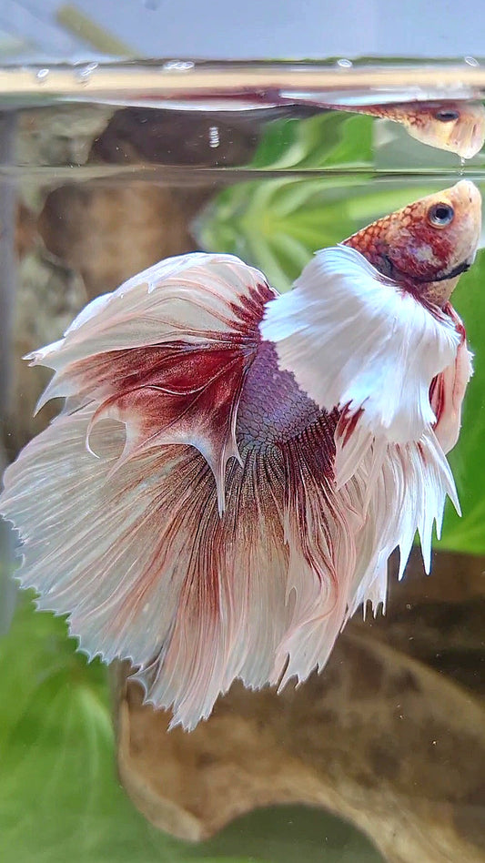 HALFMOON SUPER DUMBO EAR ROSETAIL WHITE LAVENDER BETTA FISH
