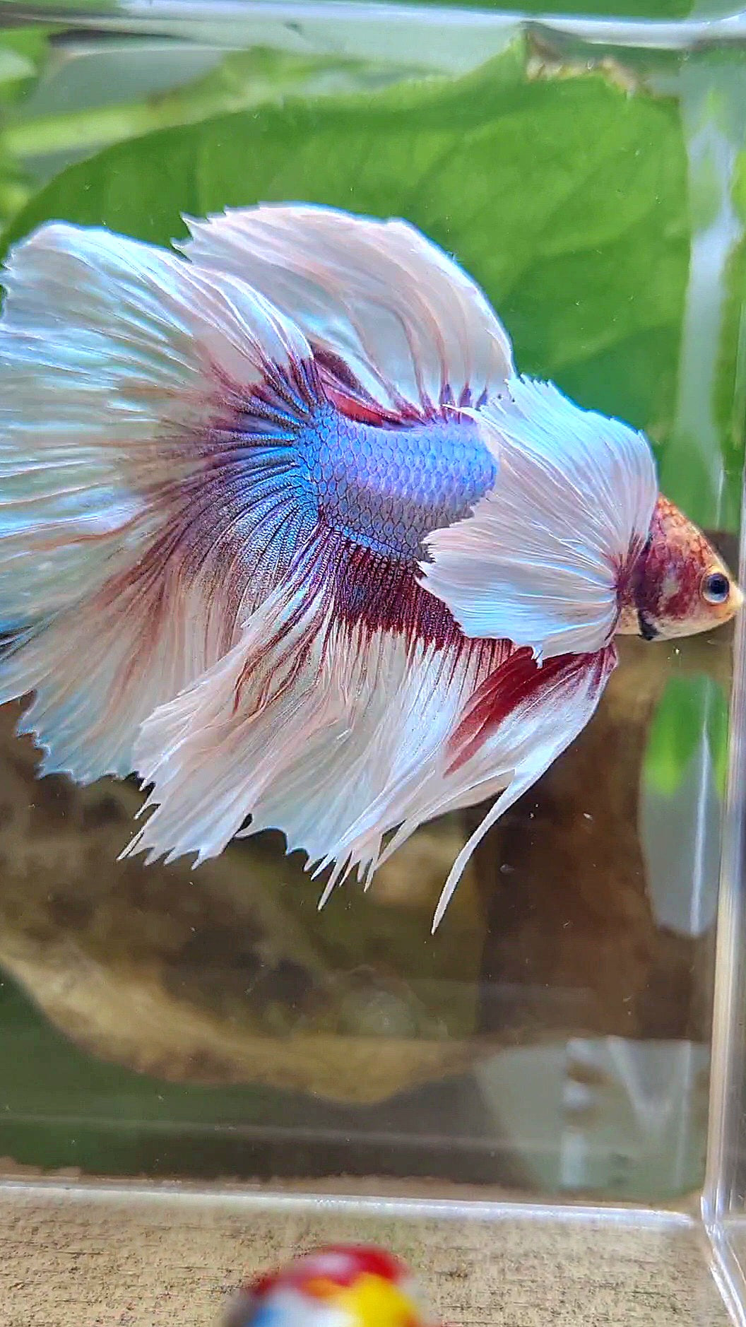 HALFMOON SUPER DUMBO EAR ROSETAIL WHITE LAVENDER BETTA FISH