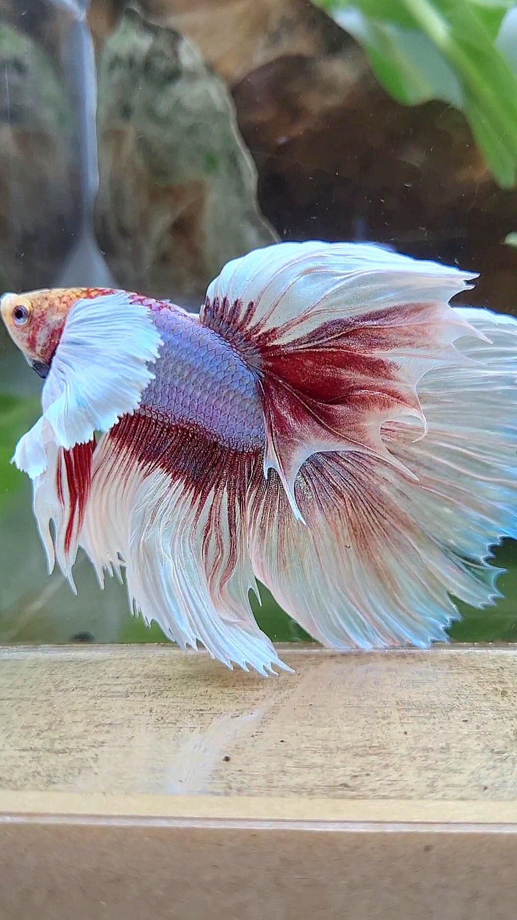 HALFMOON SUPER DUMBO EAR ROSETAIL WHITE LAVENDER BETTA FISH