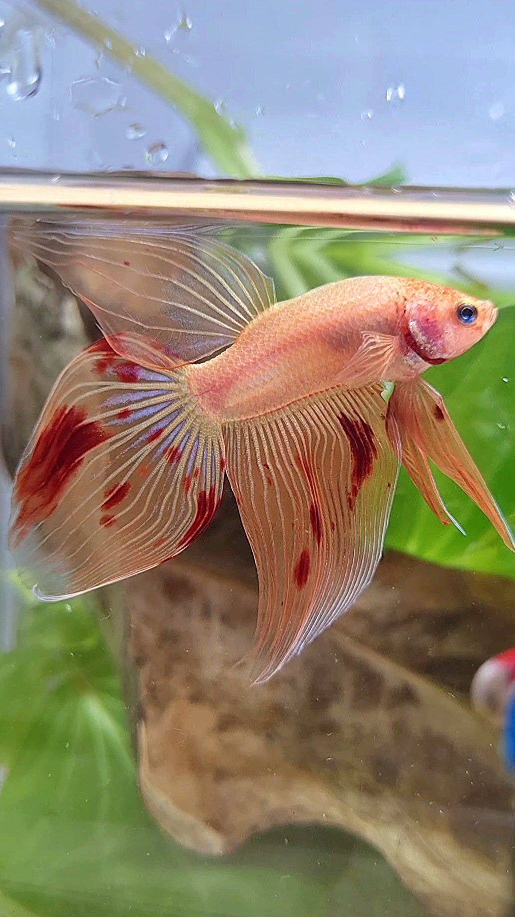 VEILTAIL ARMAGEDDON FIRE BETTA FISH