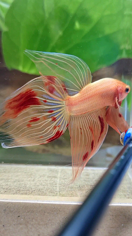 VEILTAIL ARMAGEDDON FIRE BETTA FISH