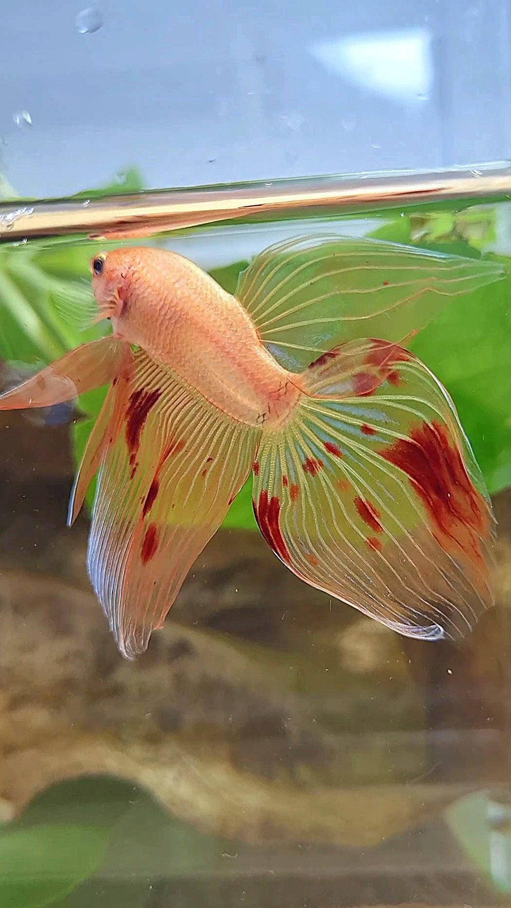 VEILTAIL ARMAGEDDON FIRE BETTA FISH
