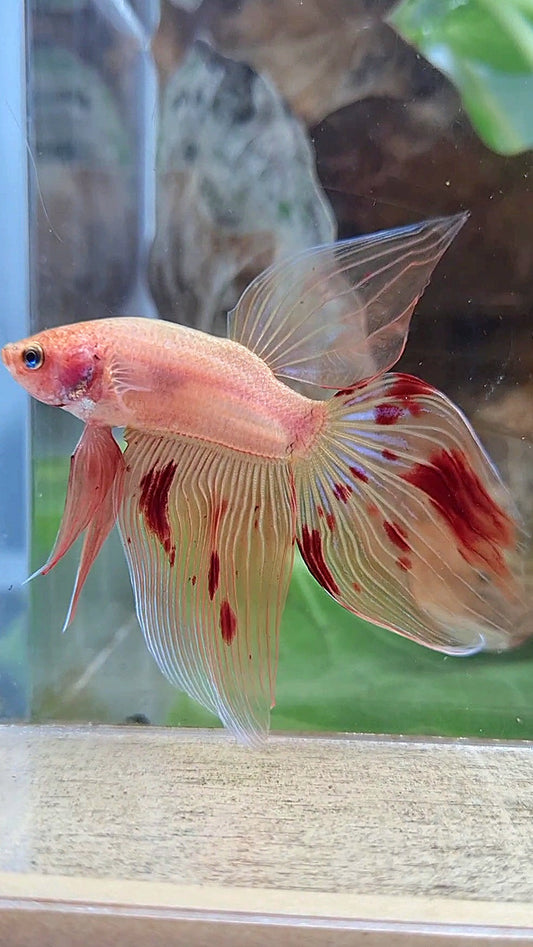 VEILTAIL ARMAGEDDON FIRE BETTA FISH