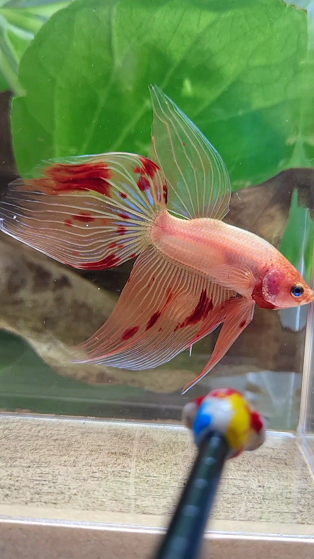 VEILTAIL ARMAGEDDON FIRE BETTA FISH