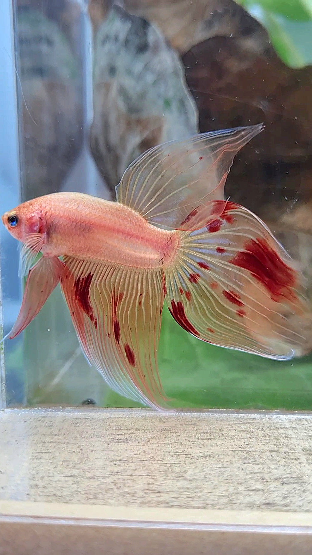 VEILTAIL ARMAGEDDON FIRE BETTA FISH
