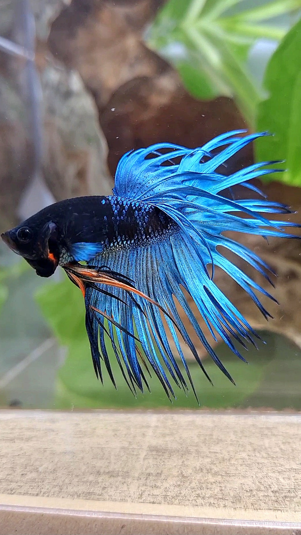 LUXURY CROWNTAIL BLACK GALAXY BLUE AVATAR BETTA FISH