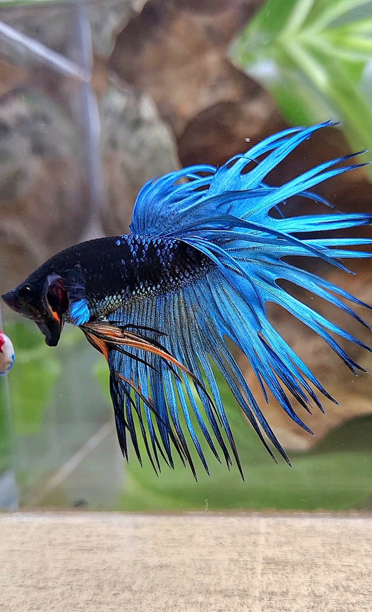 LUXURY CROWNTAIL BLACK GALAXY BLUE AVATAR BETTA FISH