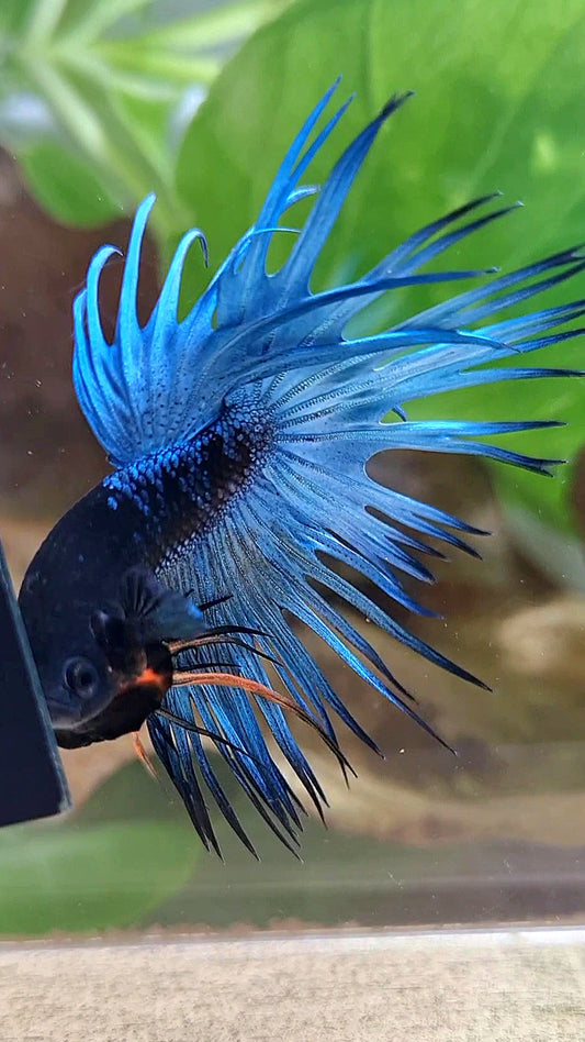 LUXURY CROWNTAIL BLACK GALAXY BLUE AVATAR BETTA FISH