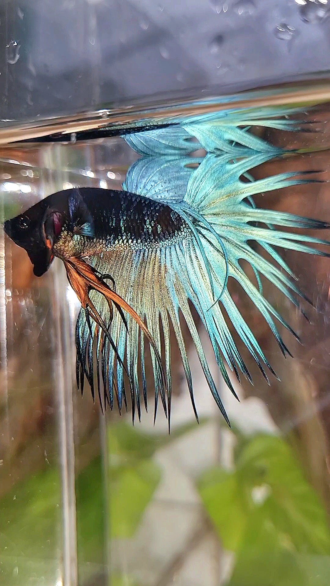LUXURY CROWNTAIL BLACK GALAXY BLUE AVATAR BETTA FISH