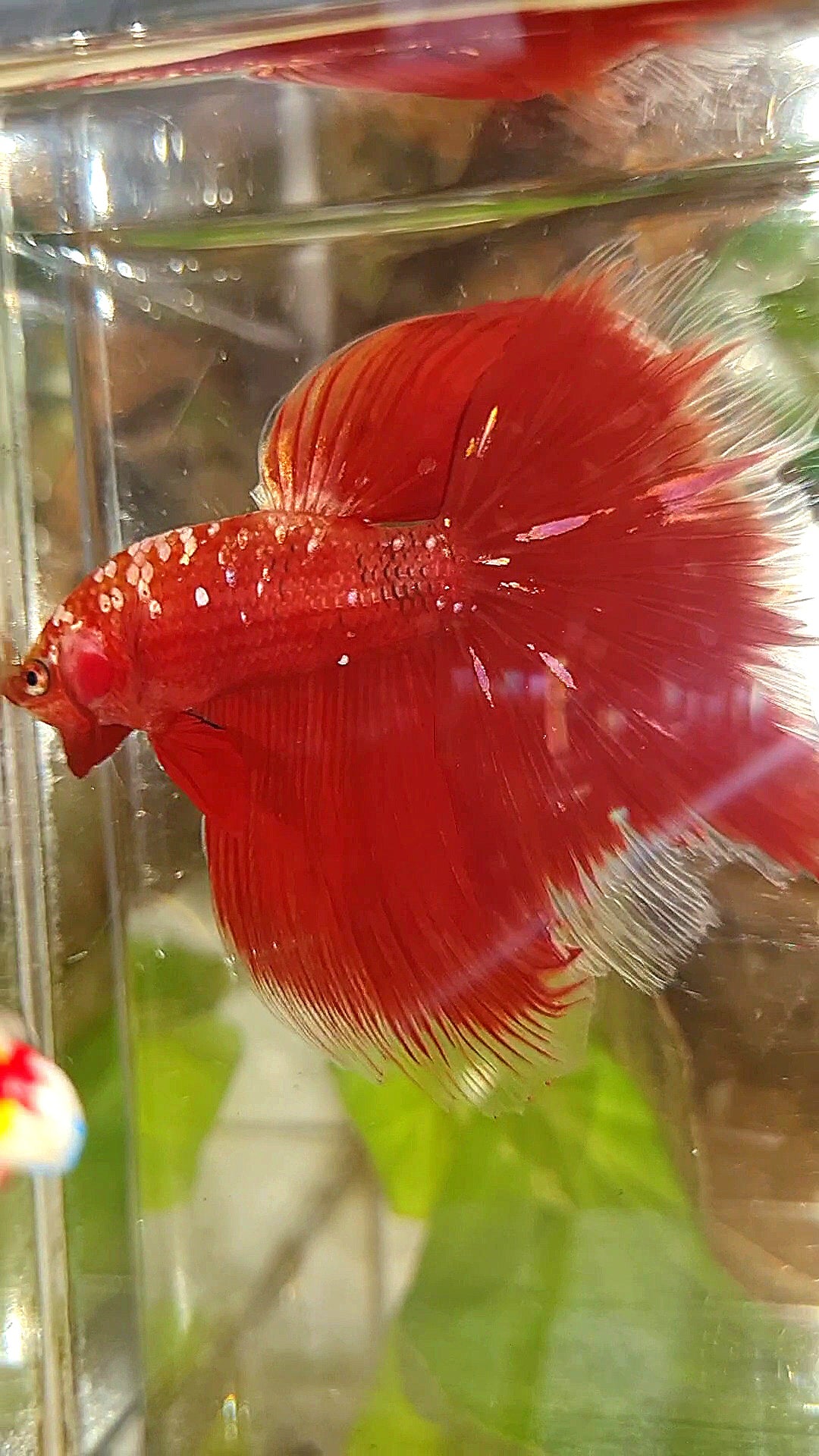 HALFMOON ROSETAIL RED GOLD GALAXY RGG BETTA FISH