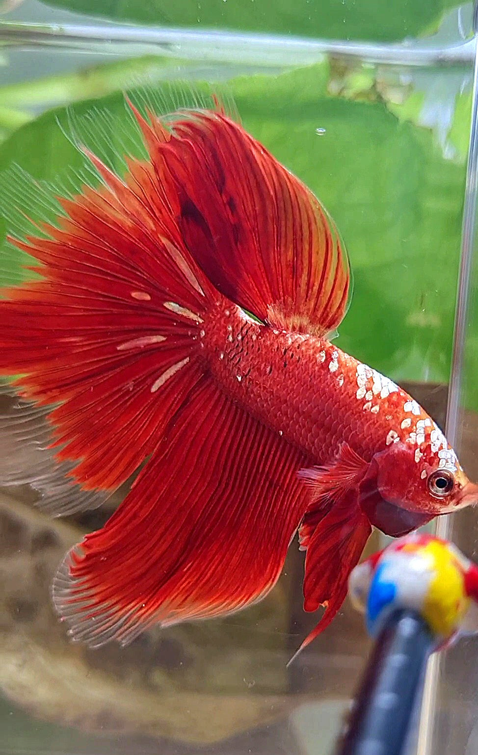 HALFMOON ROSETAIL RED GOLD GALAXY RGG BETTA FISH