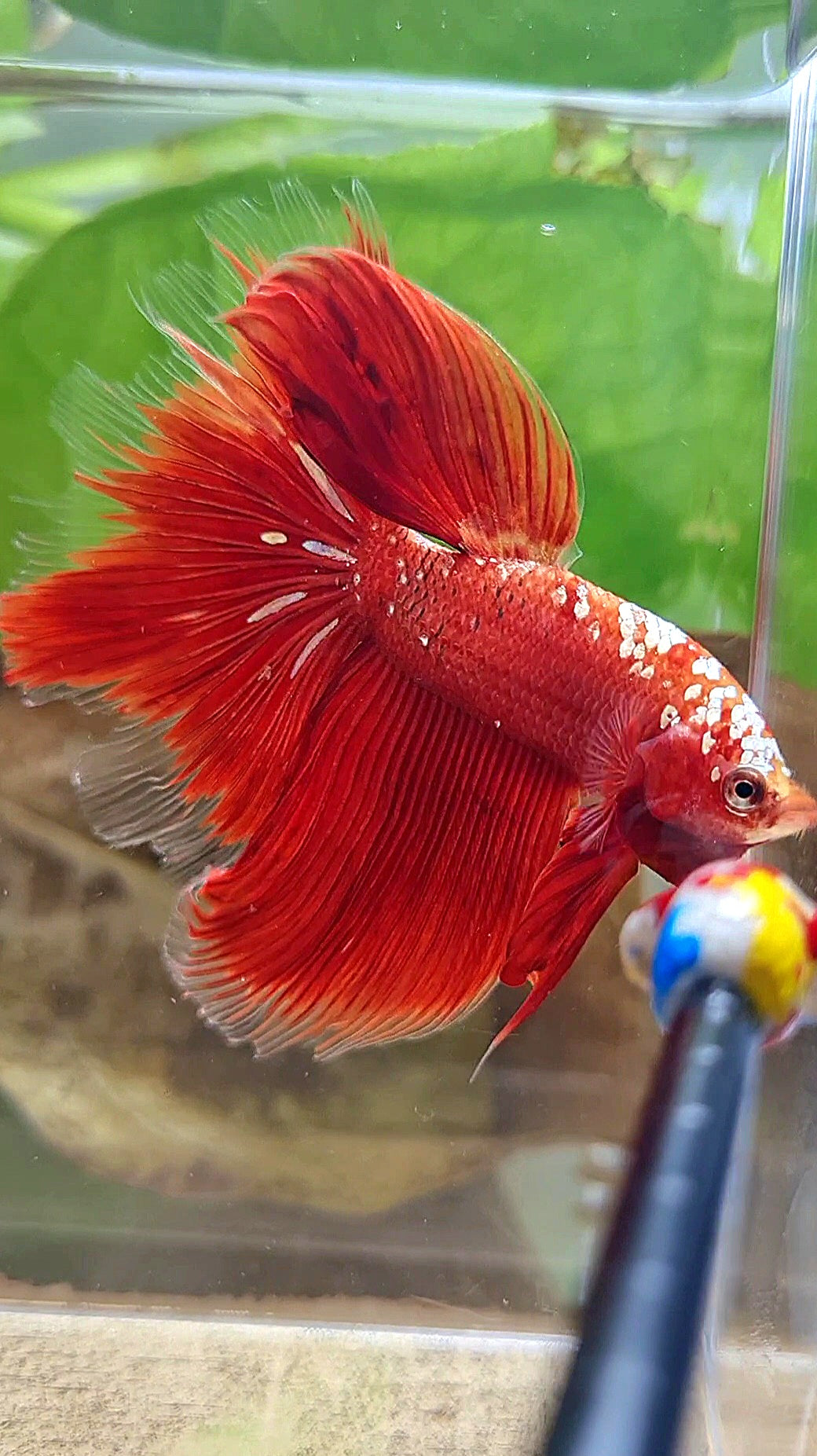 HALFMOON ROSETAIL RED GOLD GALAXY RGG BETTA FISH