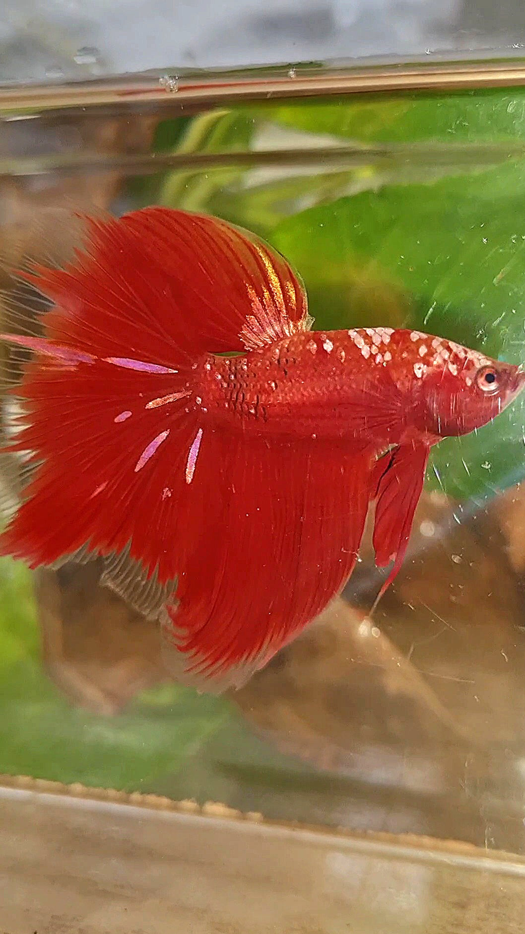 HALFMOON ROSETAIL RED GOLD GALAXY RGG BETTA FISH