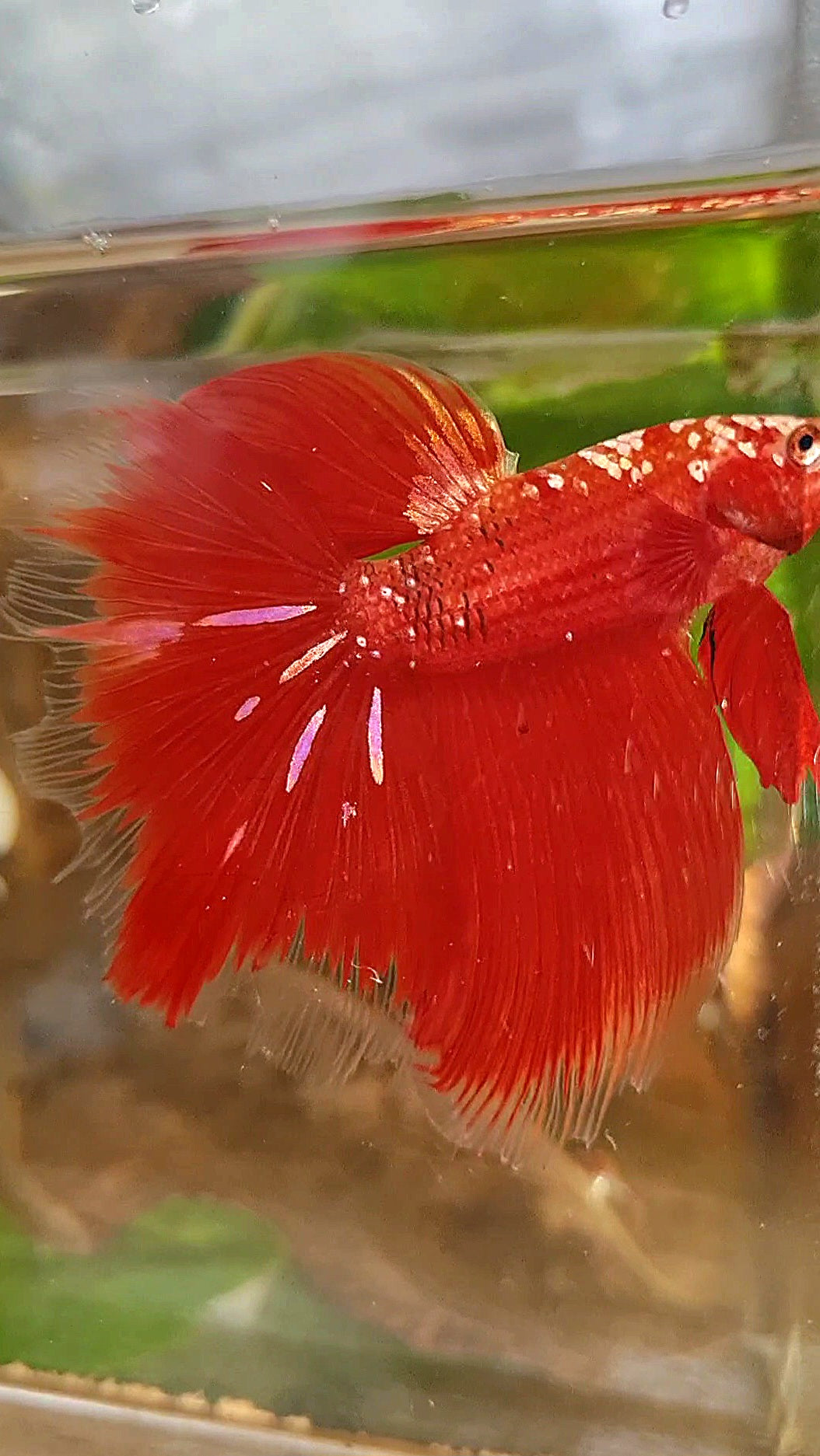 HALFMOON ROSETAIL RED GOLD GALAXY RGG BETTA FISH