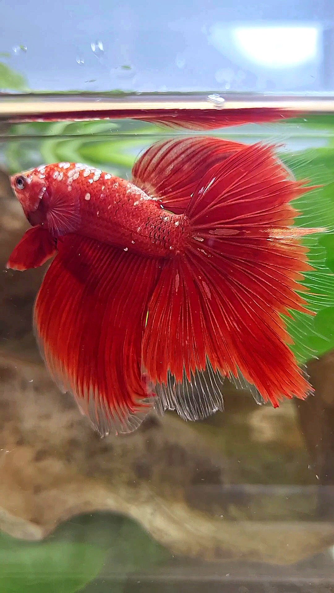 HALFMOON ROSETAIL RED GOLD GALAXY RGG BETTA FISH