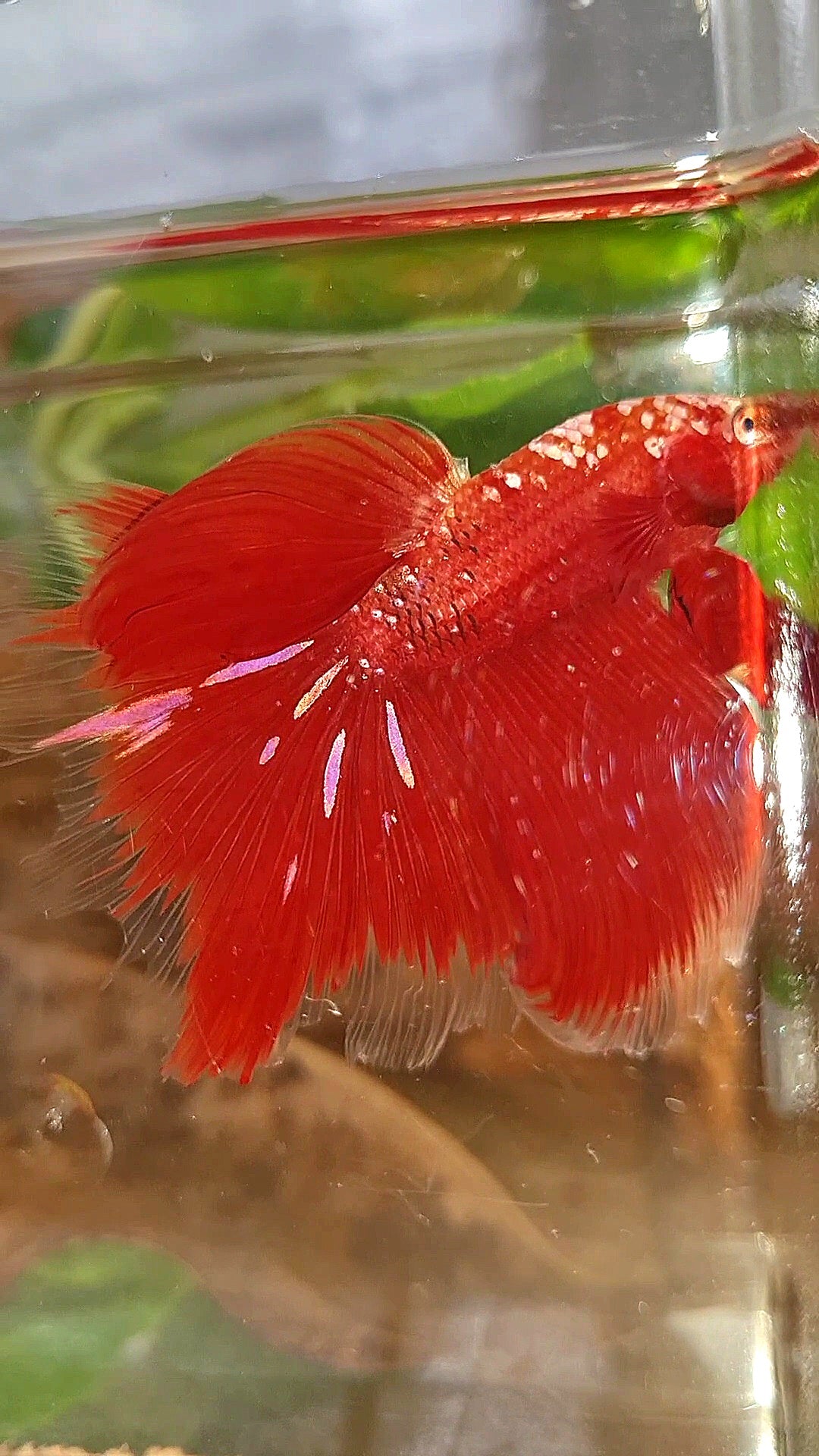 HALFMOON ROSETAIL RED GOLD GALAXY RGG BETTA FISH
