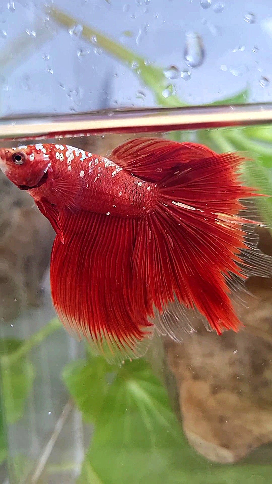 HALFMOON ROSETAIL RED GOLD GALAXY RGG BETTA FISH