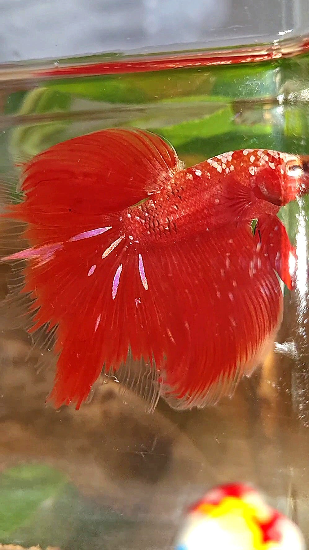 HALFMOON ROSETAIL RED GOLD GALAXY RGG BETTA FISH