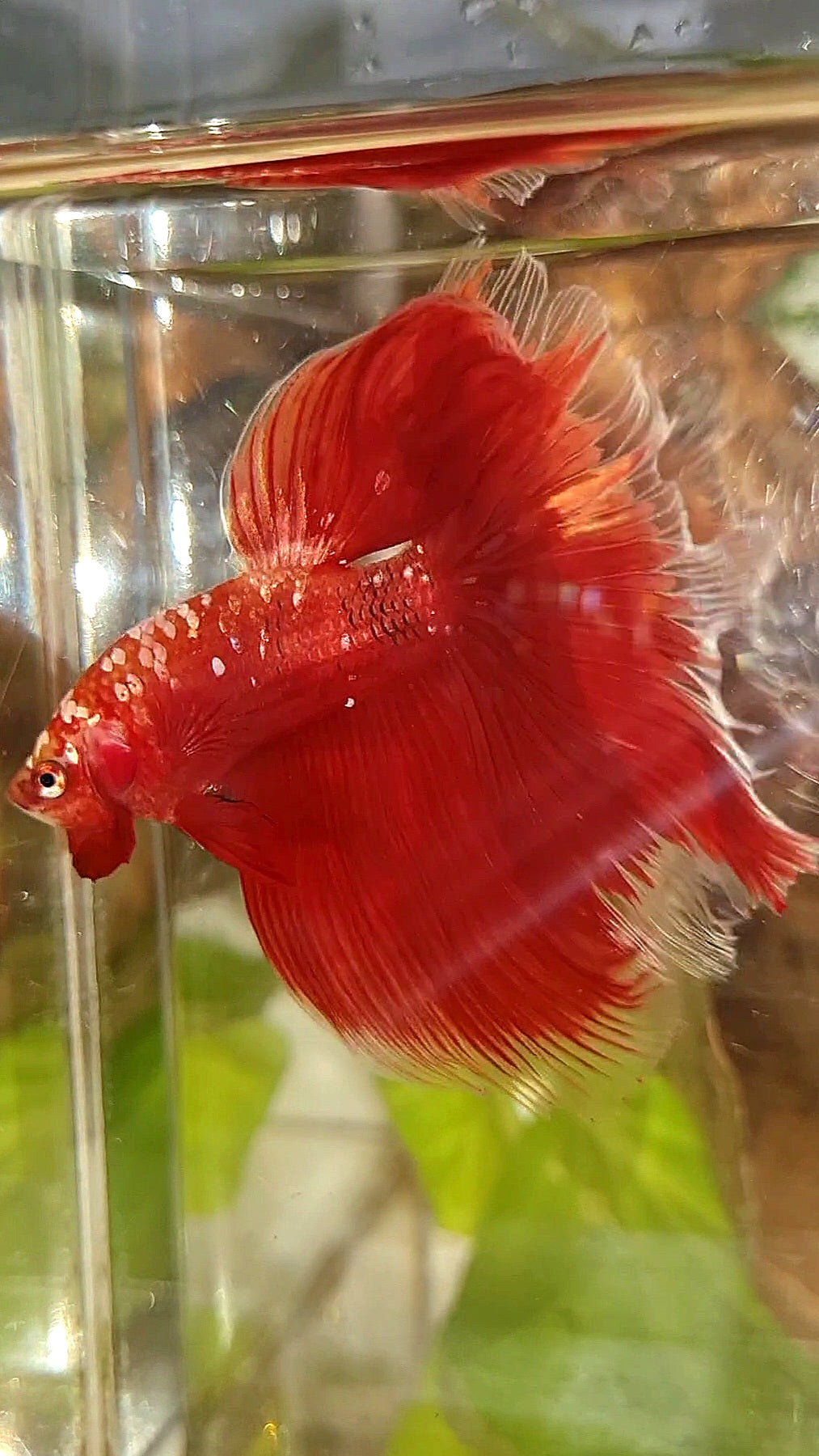 HALFMOON ROSETAIL RED GOLD GALAXY RGG BETTA FISH