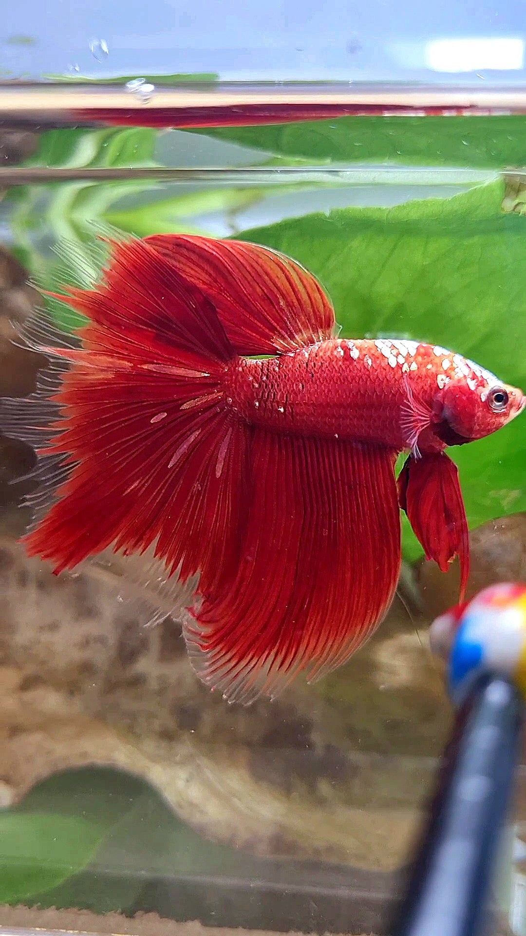 HALFMOON ROSETAIL RED GOLD GALAXY RGG BETTA FISH