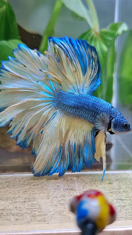 HALFMOON ROSETAIL BLUE YELLOW MUSTARD GAS BETTA FISH