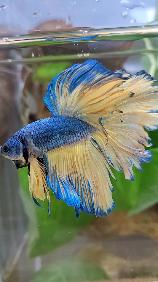 HALFMOON ROSETAIL BLUE YELLOW MUSTARD GAS BETTA FISH