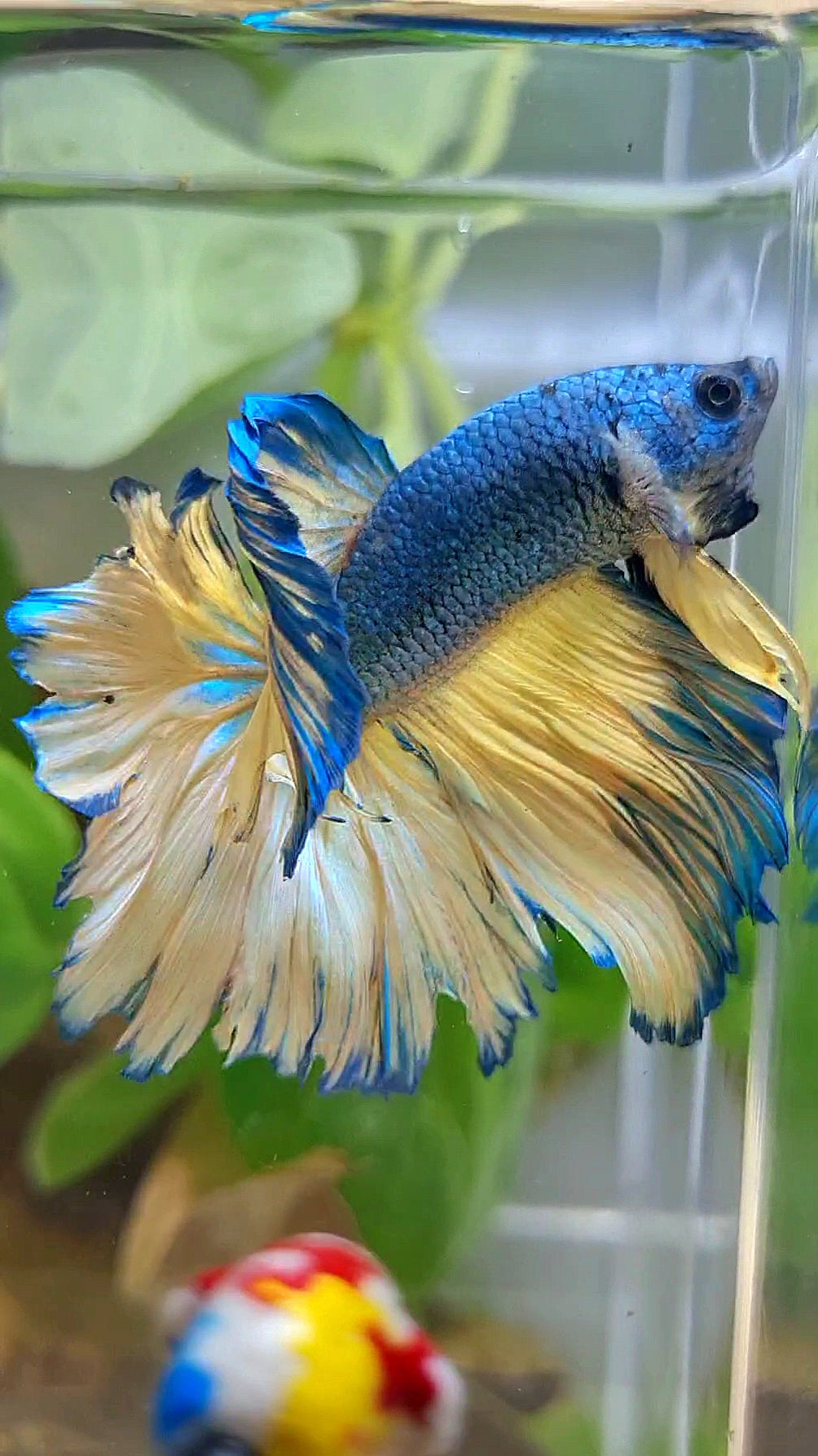 HALFMOON ROSETAIL BLUE YELLOW MUSTARD GAS BETTA FISH