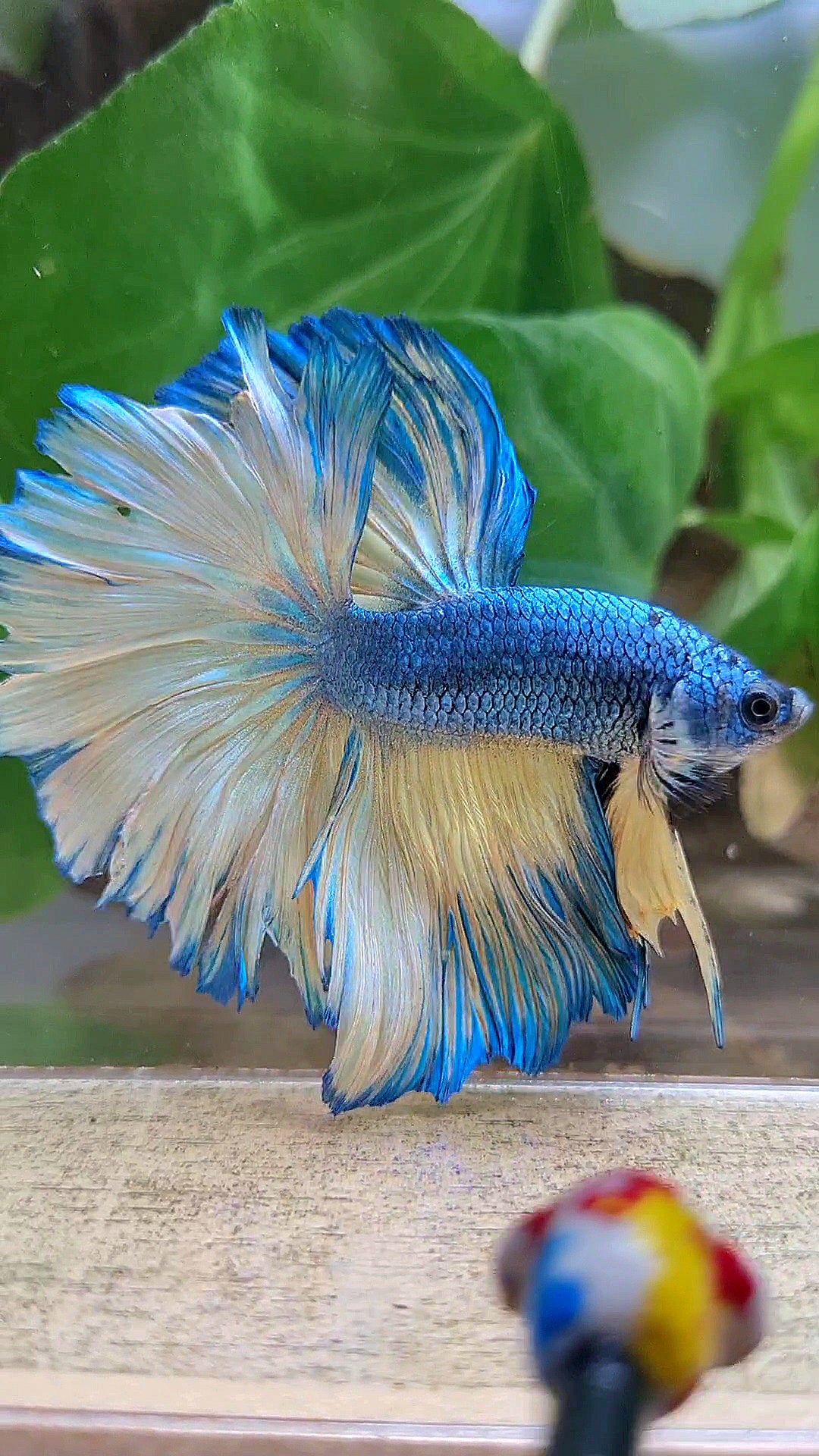 HALFMOON ROSETAIL BLUE YELLOW MUSTARD GAS BETTA FISH