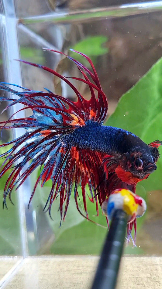CROWNTAIL DARK BLUE FIRE MULTICOLOR BETTA FISH