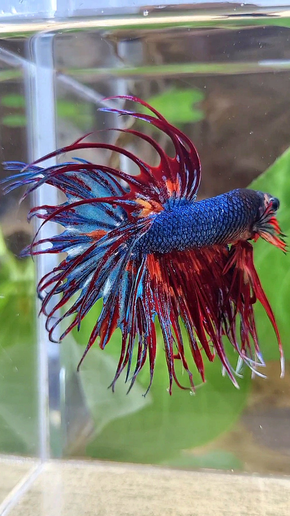 CROWNTAIL DARK BLUE FIRE MULTICOLOR BETTA FISH