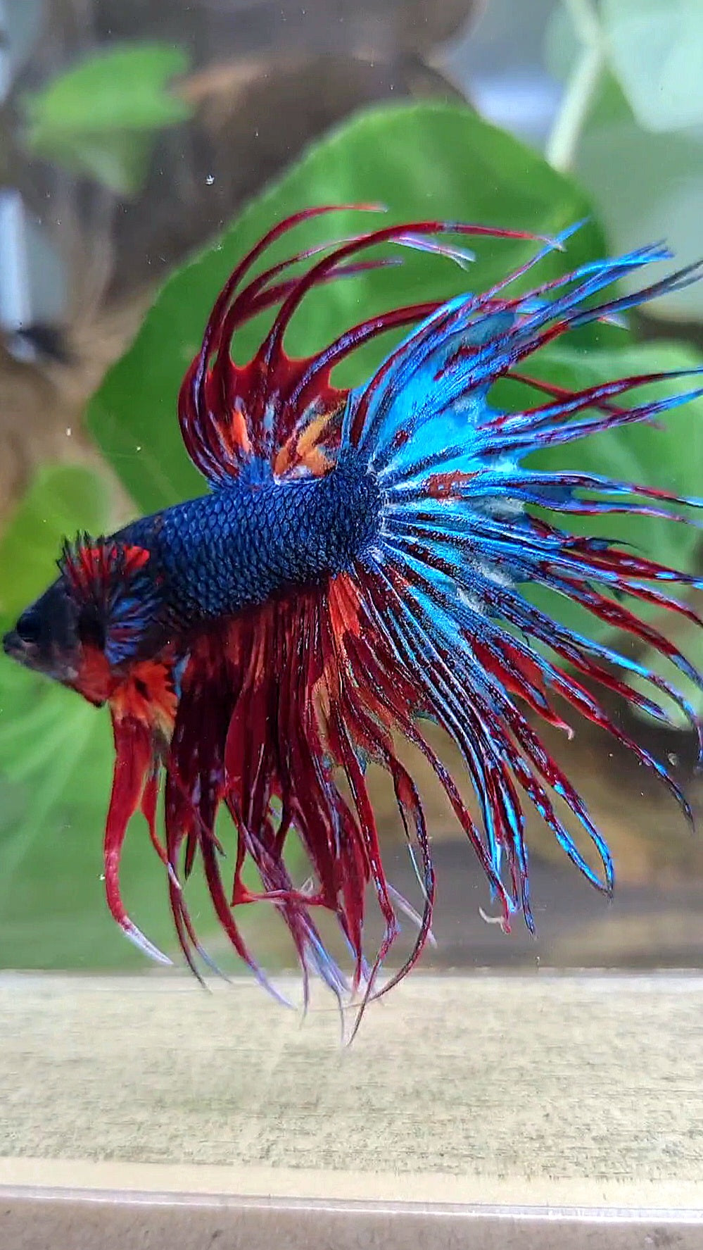 CROWNTAIL DARK BLUE FIRE MULTICOLOR BETTA FISH