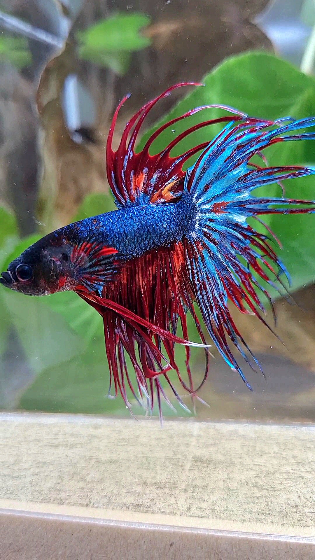CROWNTAIL DARK BLUE FIRE MULTICOLOR BETTA FISH