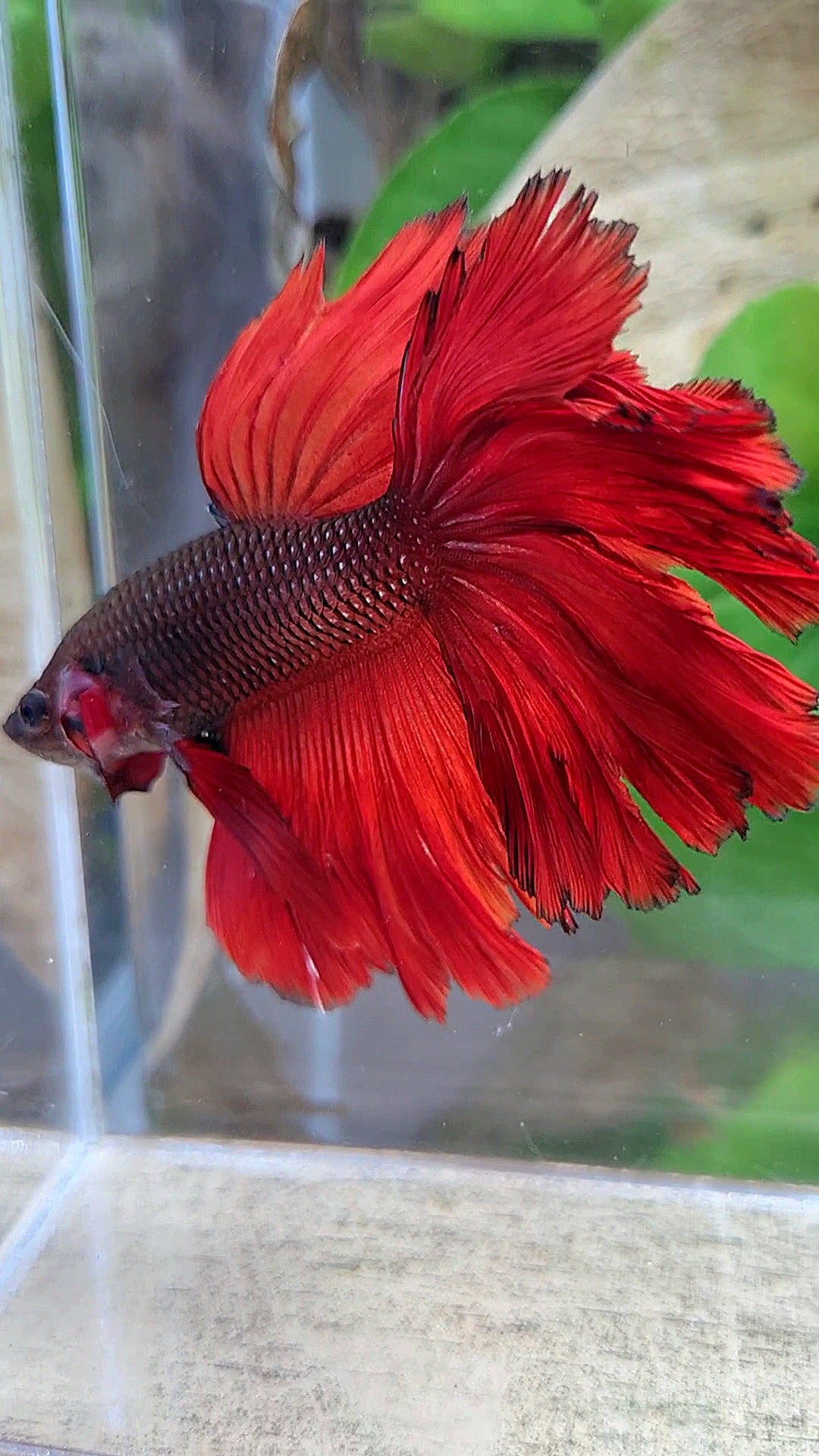 HALFMOON ROSETAIL RED VAMPIRE BETTA FISH