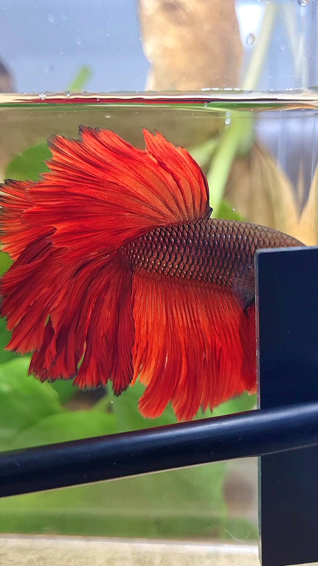 HALFMOON ROSETAIL RED VAMPIRE BETTA FISH