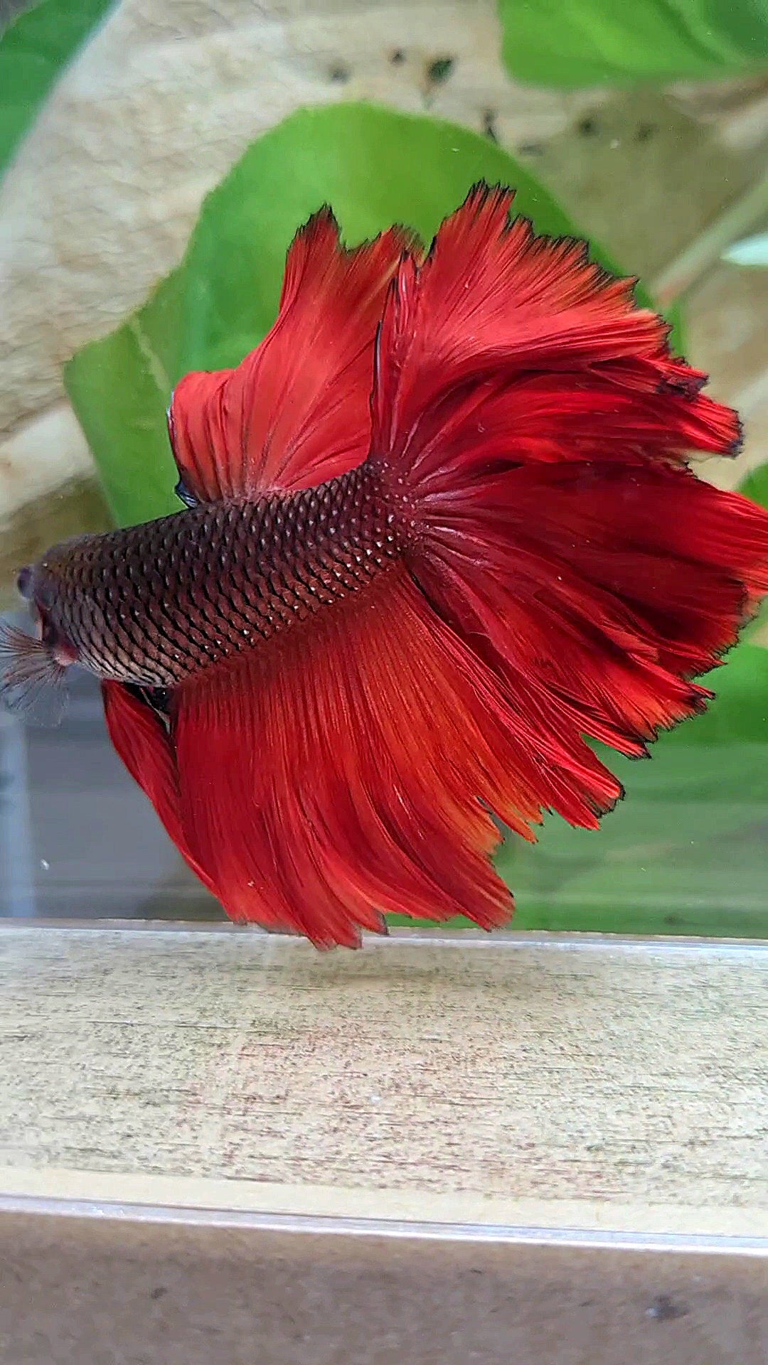 HALFMOON ROSETAIL RED VAMPIRE BETTA FISH