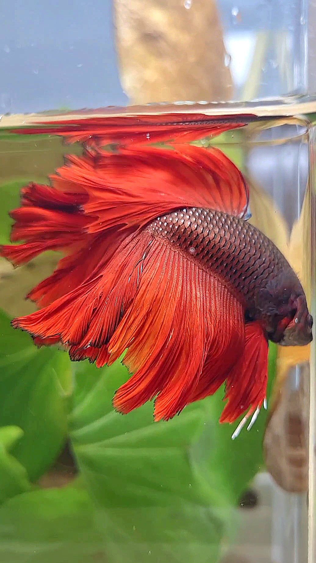 HALFMOON ROSETAIL RED VAMPIRE BETTA FISH