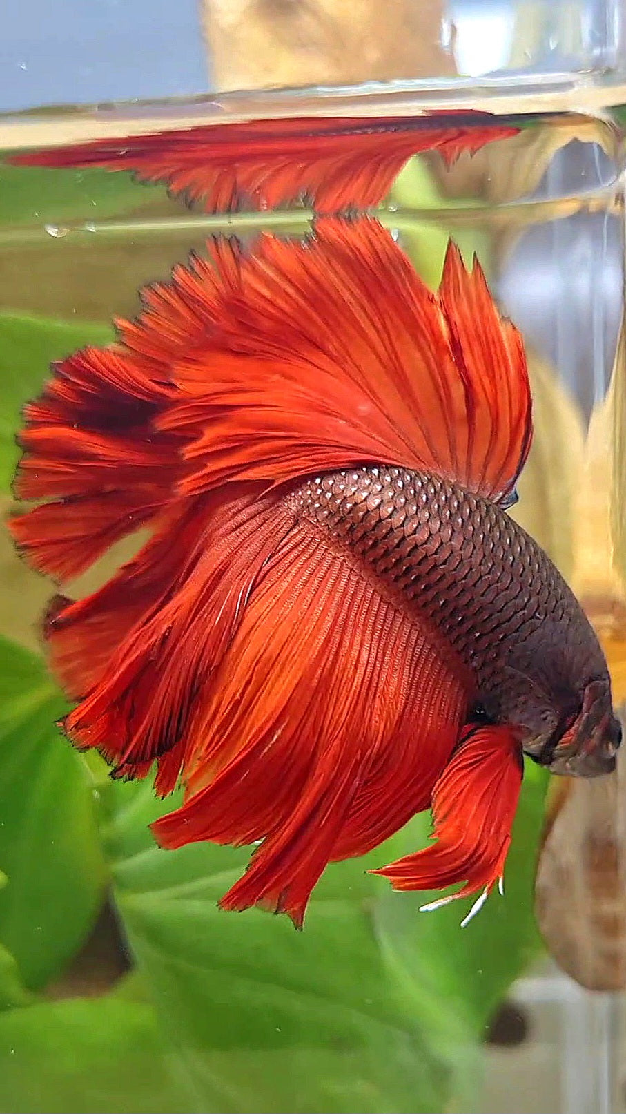 HALFMOON ROSETAIL RED VAMPIRE BETTA FISH – Rare Betta Fish Store
