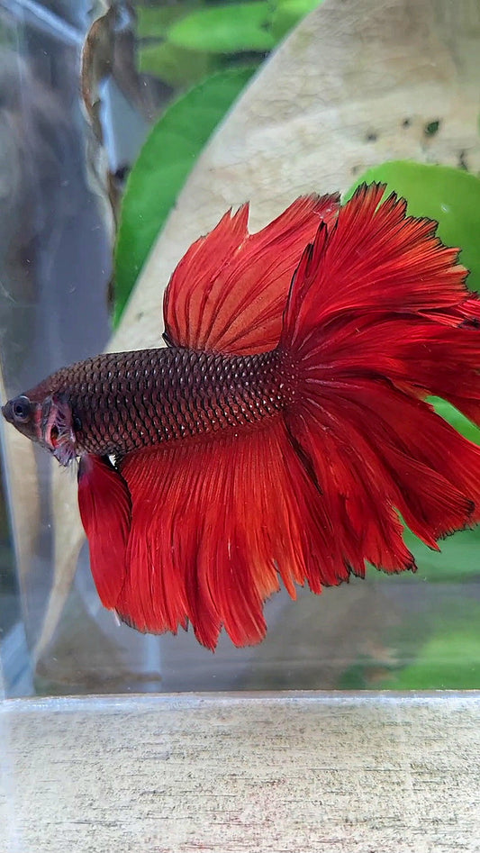 HALFMOON ROSETAIL RED VAMPIRE BETTA FISH