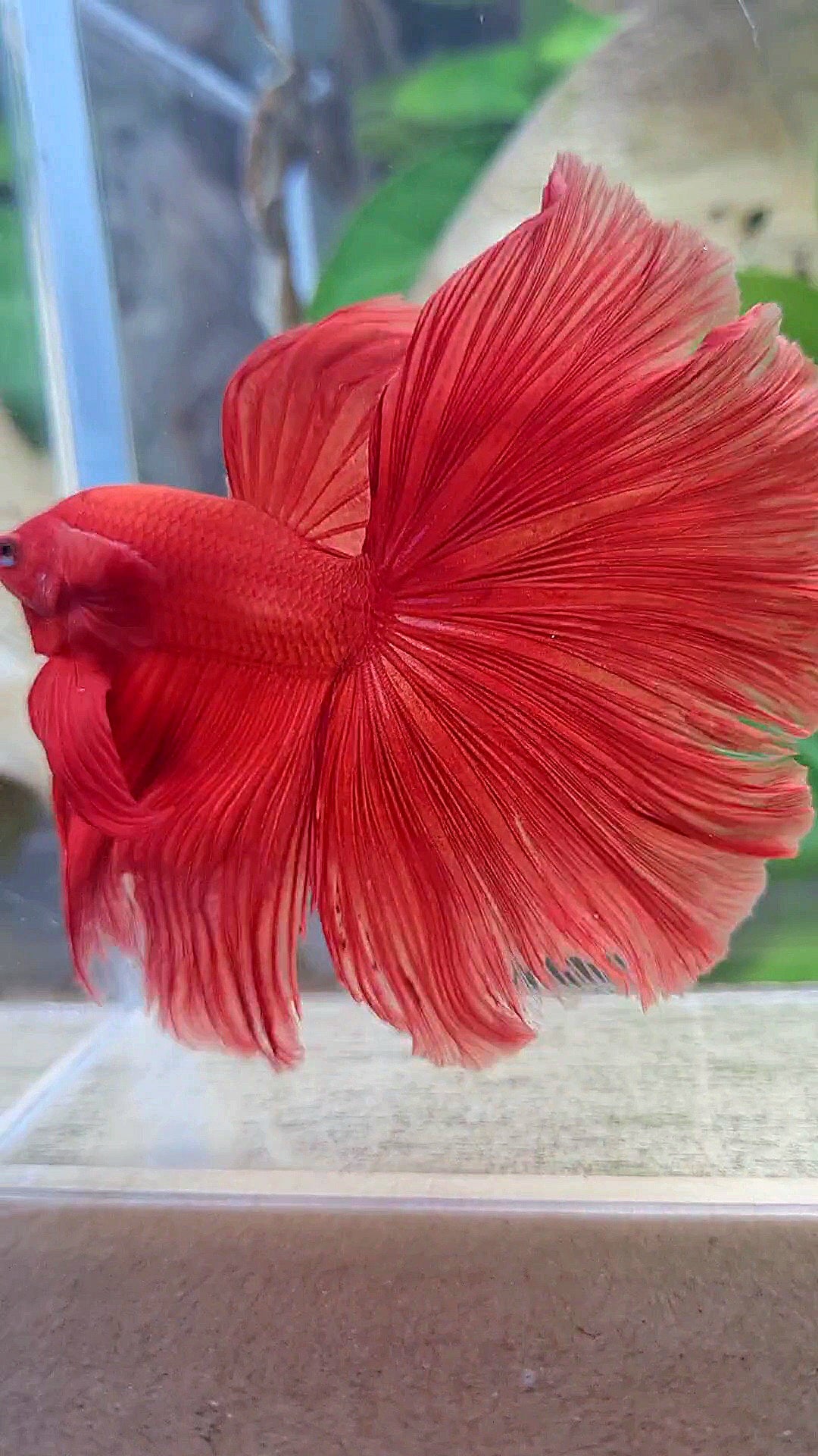 XL HALFMOON ROSETAIL SUPER RED BETTA FISH