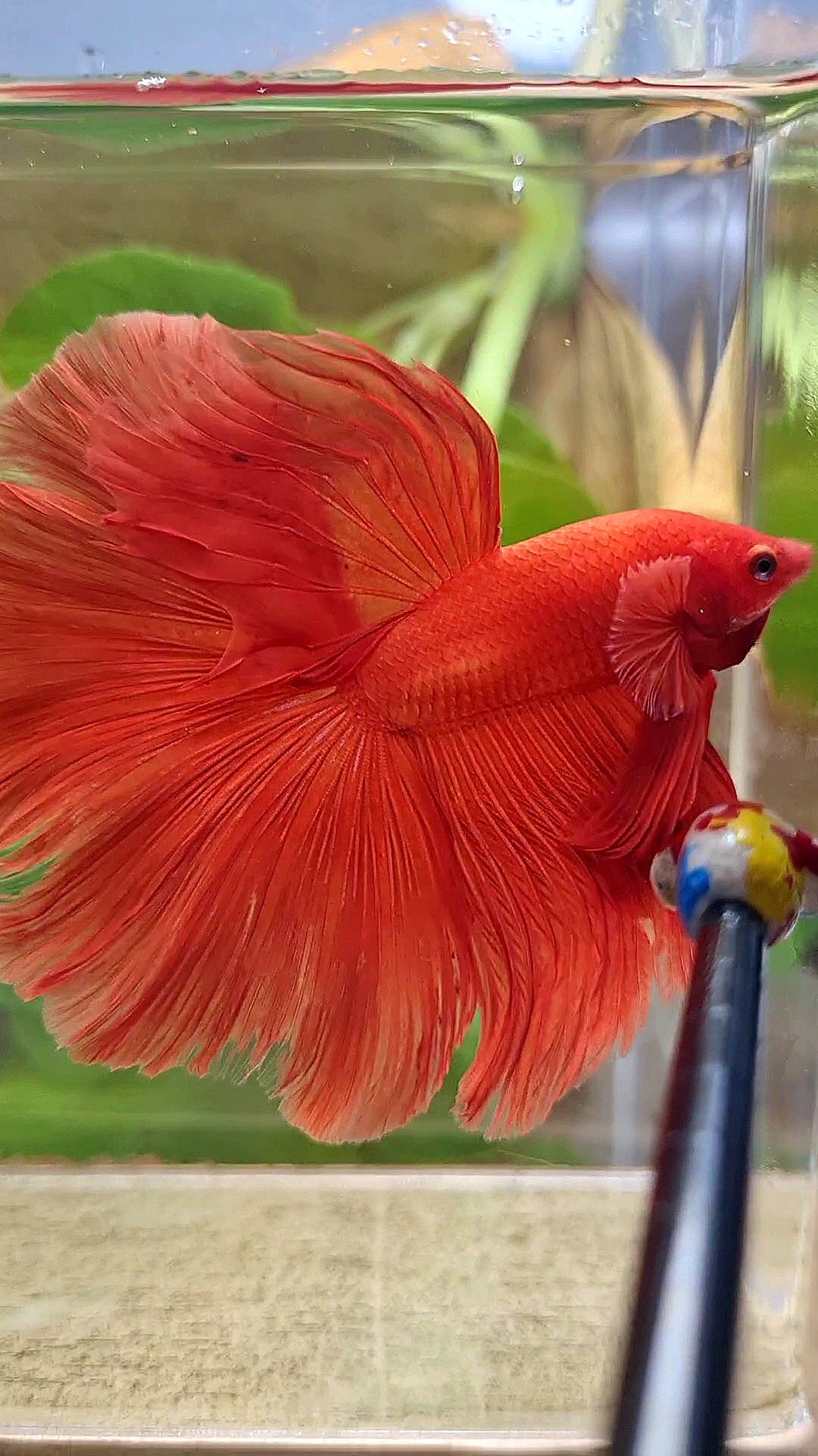 XL HALFMOON ROSETAIL SUPER RED BETTA FISH