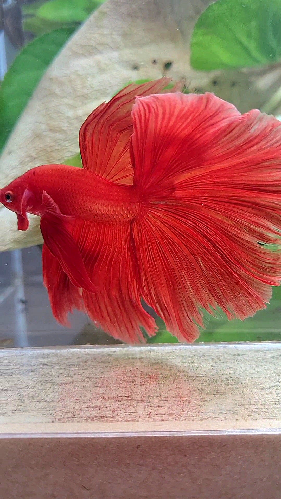XL HALFMOON ROSETAIL SUPER RED BETTA FISH