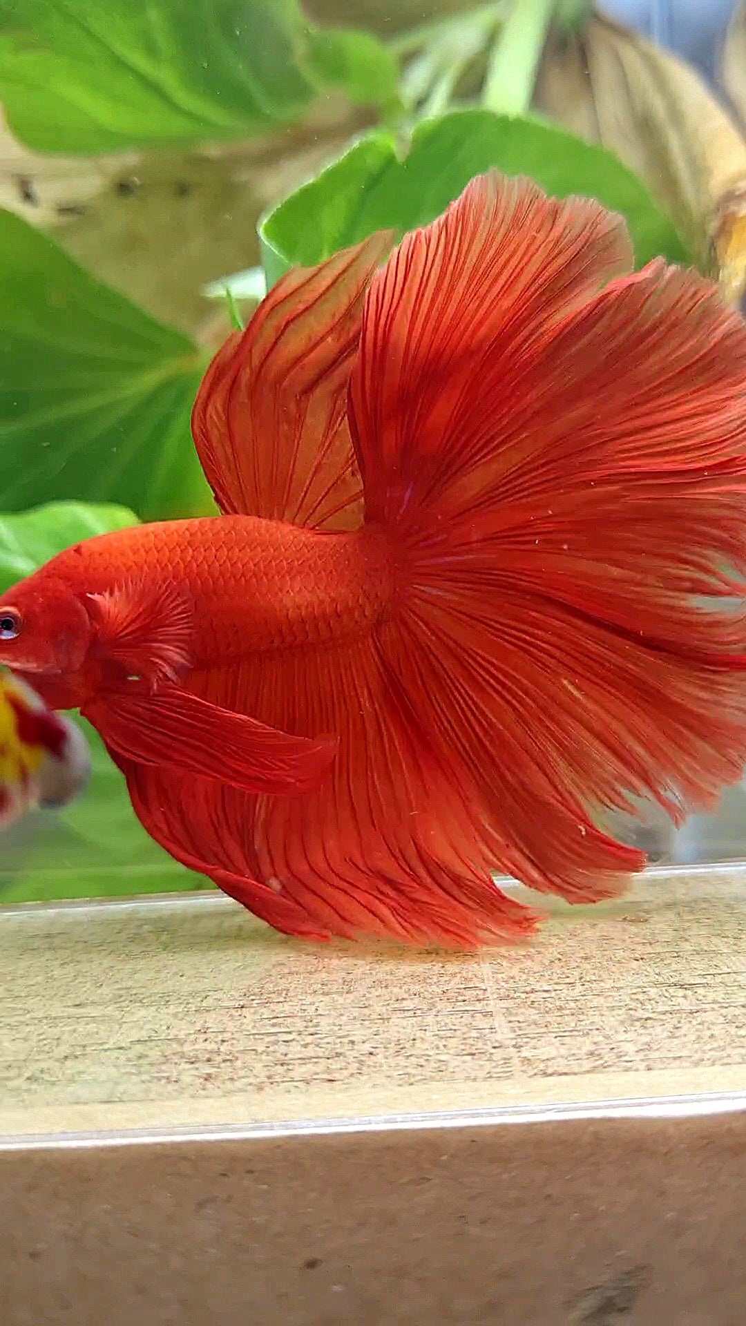XL HALFMOON ROSETAIL SUPER RED BETTA FISH