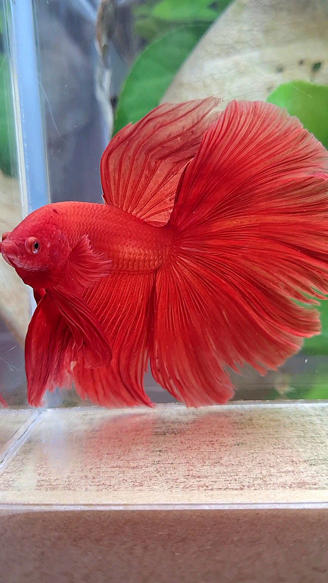 XL HALFMOON ROSETAIL SUPER RED BETTA FISH