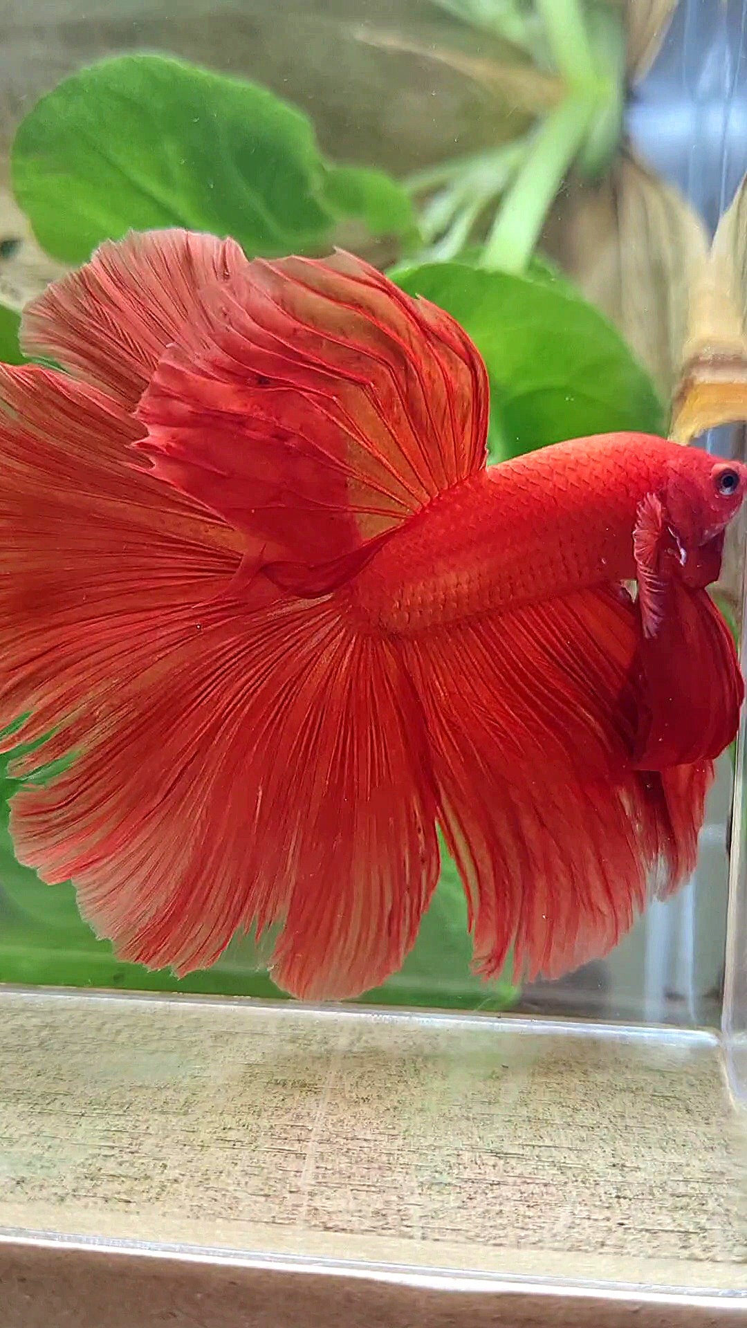 XL HALFMOON ROSETAIL SUPER RED BETTA FISH
