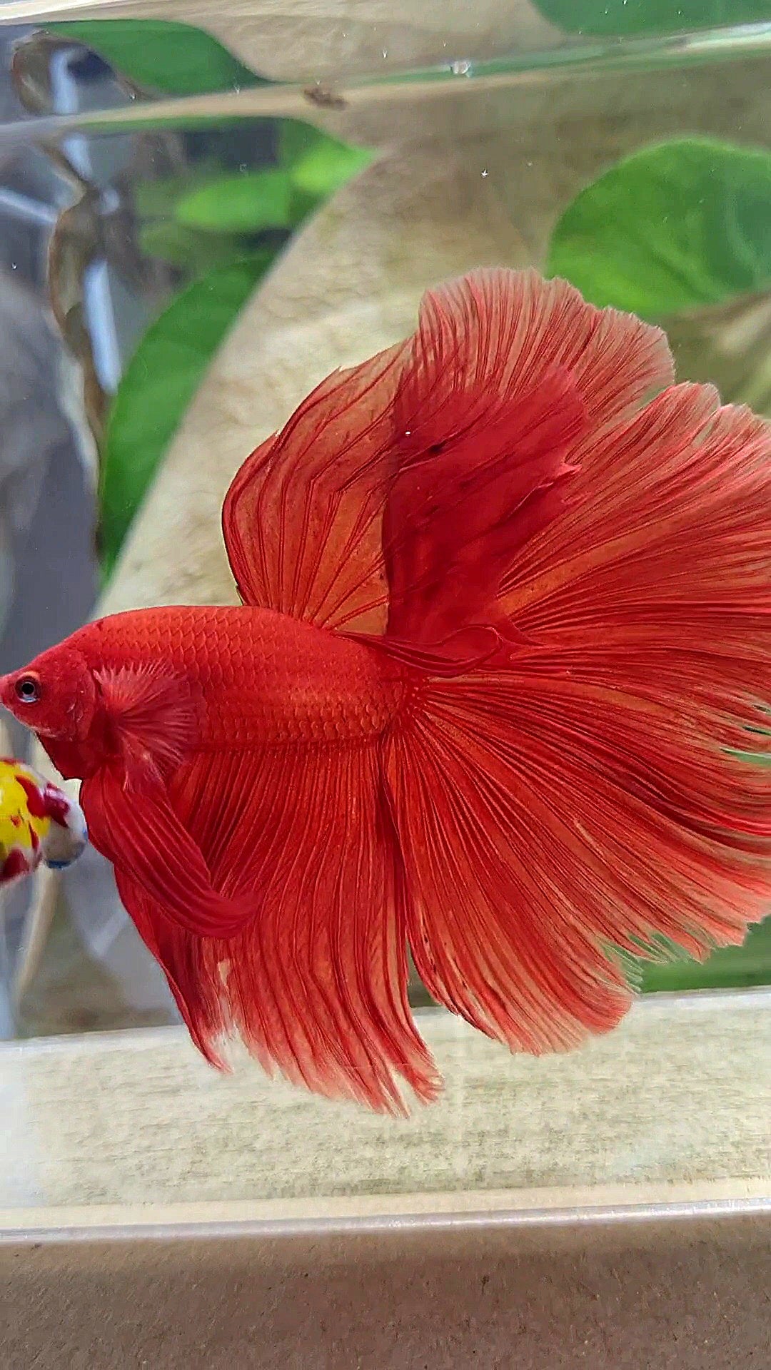 XL HALFMOON ROSETAIL SUPER RED BETTA FISH