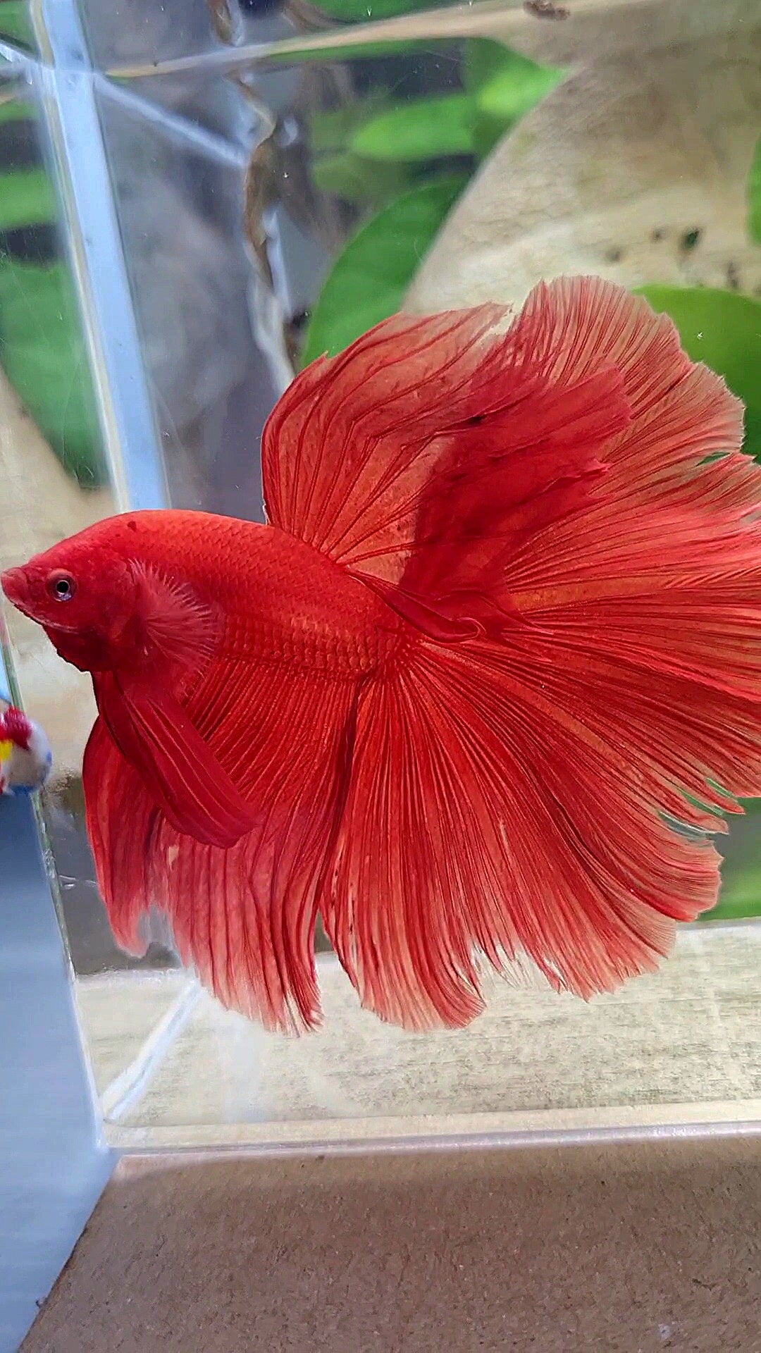 XL HALFMOON ROSETAIL SUPER RED BETTA FISH