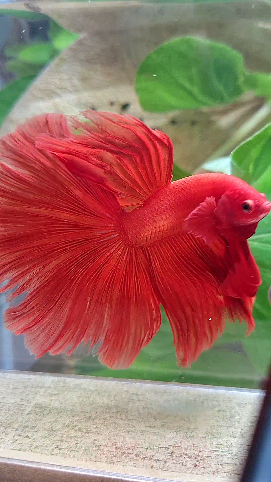 XL HALFMOON ROSETAIL SUPER RED BETTA FISH