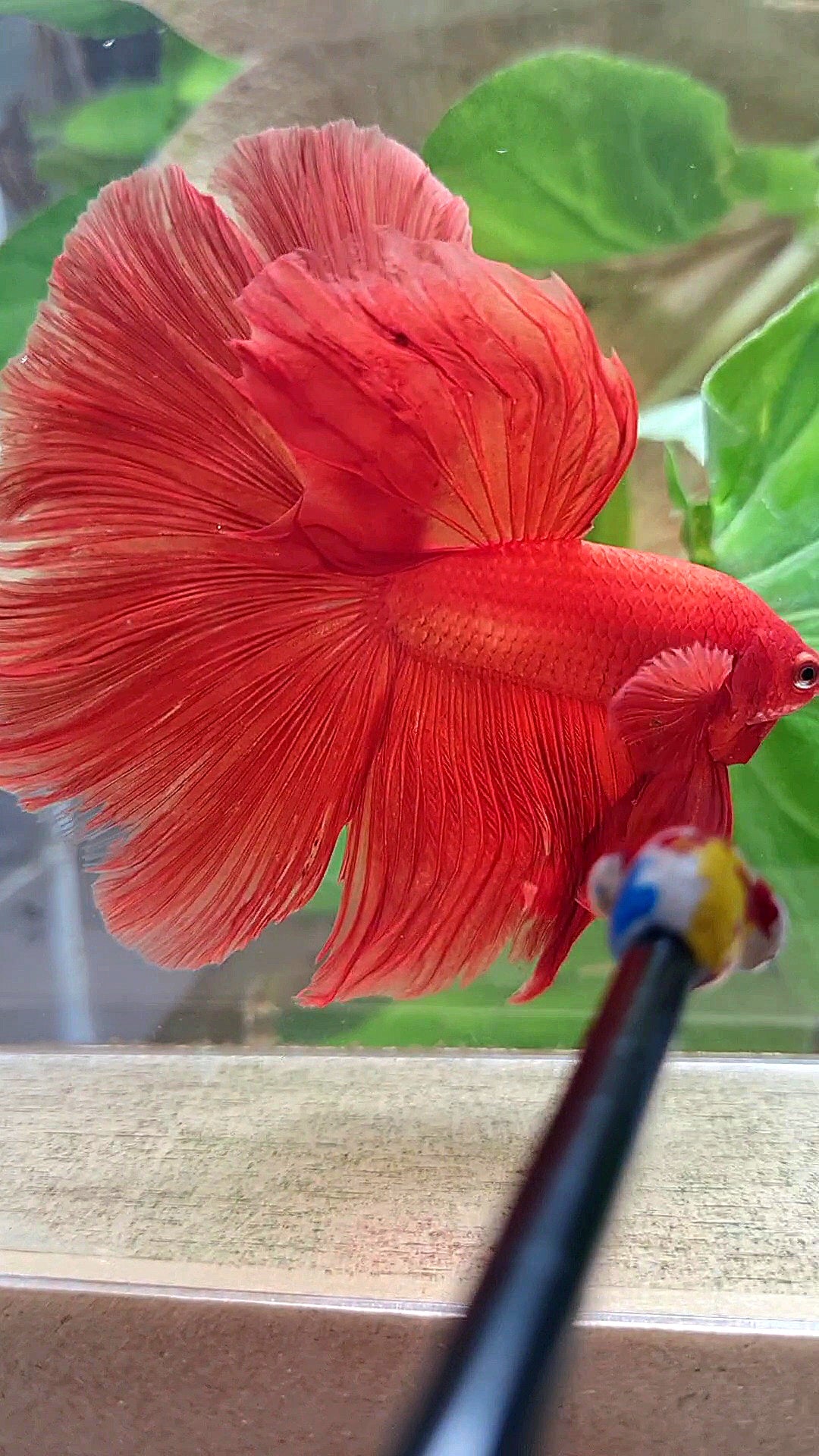 XL HALFMOON ROSETAIL SUPER RED BETTA FISH